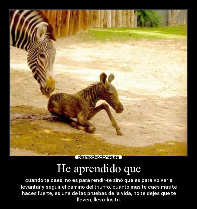 carteles aprendido que cuando caes para rendirte sino que para volver levantar seguir desmotivaciones