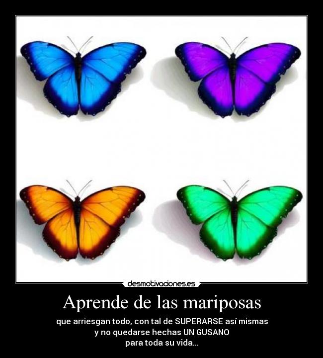 Aprende de las mariposas -