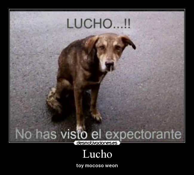 Lucho -