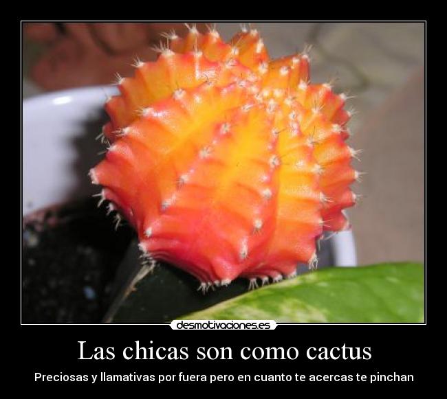 Las chicas son como cactus - Preciosas y llamativas por fuera pero en cuanto te acercas te pinchan