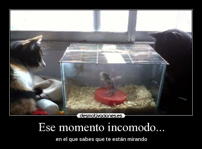 carteles parches senor perez luna desmotivaciones