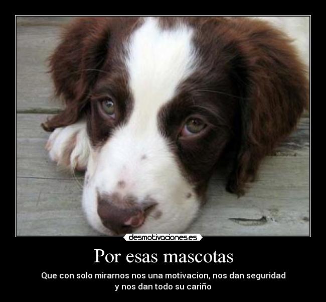 Por esas mascotas - Que con solo mirarnos nos una motivacion, nos dan seguridad
y nos dan todo su cariño