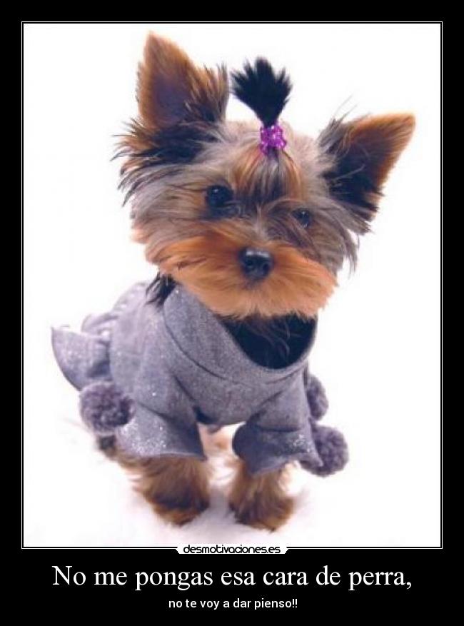 No me pongas esa cara de perra, -
