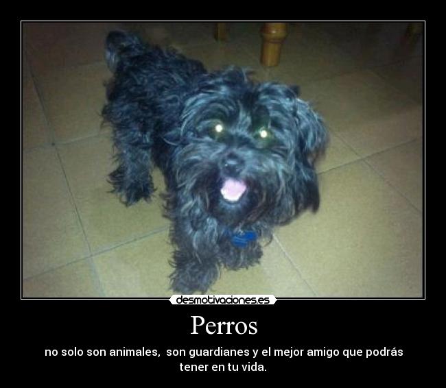 Perros - no solo son animales, son guardianes y el mejor amigo que podrás tener en tu vida.