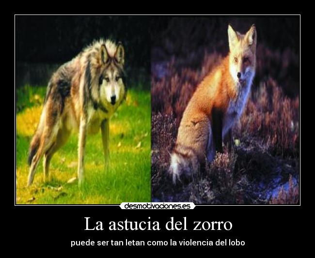 La astucia del zorro - puede ser tan letan como la violencia del lobo