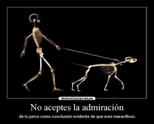 No aceptes la admiración - de tu perro como conclusión evidente de que eres maravilloso.