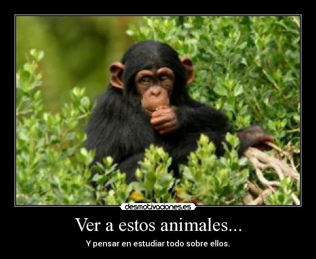 Ver a estos animales... - Y pensar en estudiar todo sobre ellos.