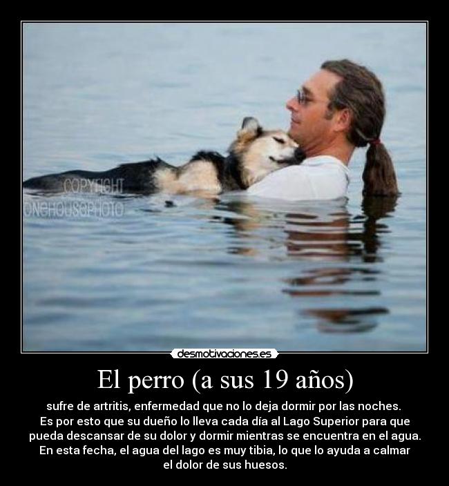 El perro (a sus 19 años) - 