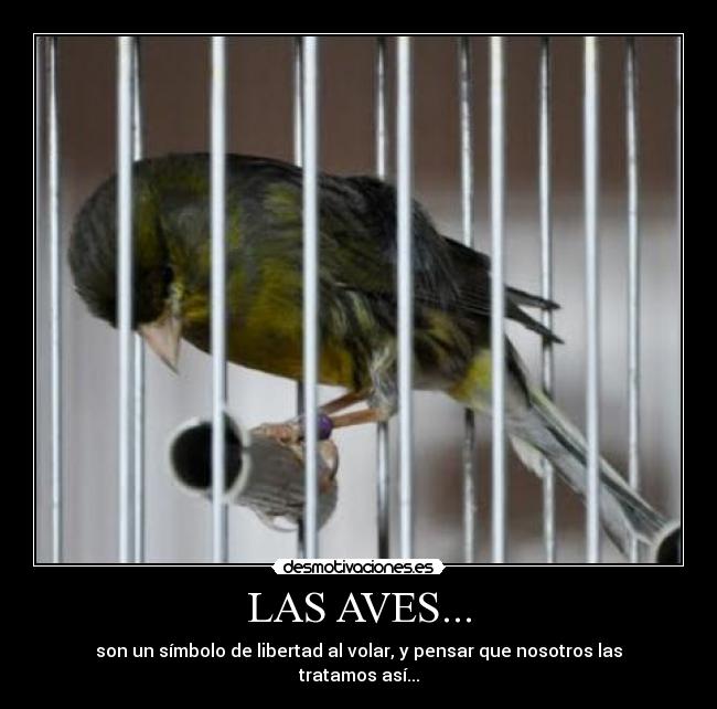 LAS AVES... -