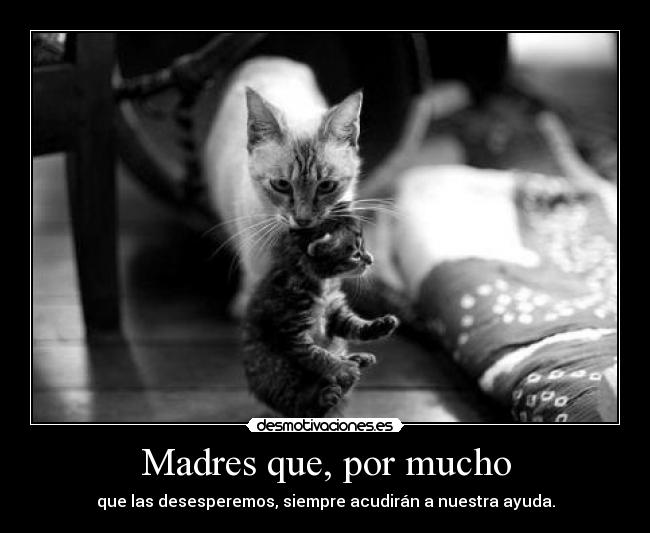 Madres que, por mucho - 