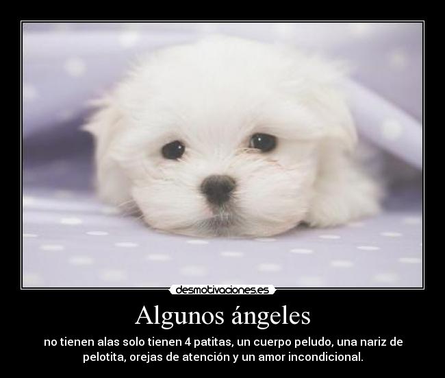 Algunos ángeles - no tienen alas solo tienen 4 patitas, un cuerpo peludo, una nariz de
pelotita, orejas de atención y un amor incondicional.