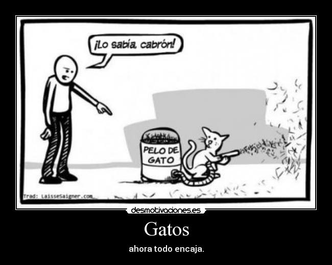 Gatos - ahora todo encaja.