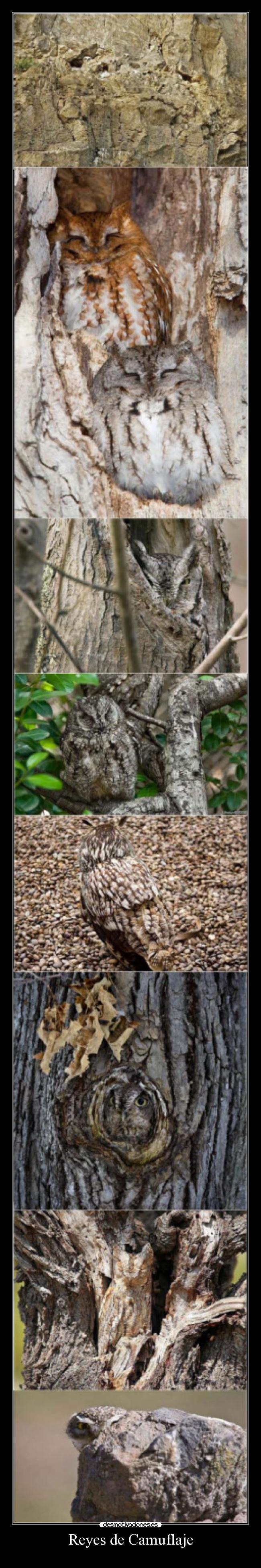 Reyes de Camuflaje -