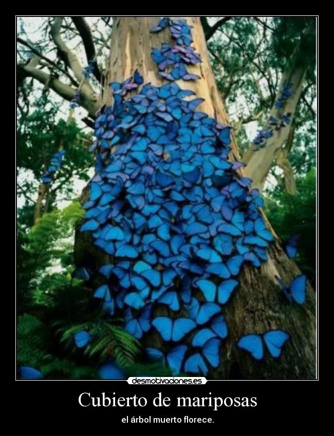 Cubierto de mariposas -