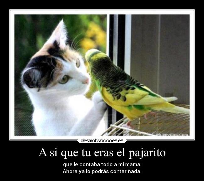 A si que tu eras el pajarito - que le contaba todo a mi mama.
Ahora ya lo podrás contar nada.