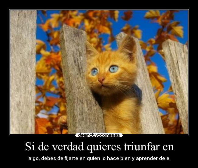 Si de verdad quieres triunfar en - algo, debes de fijarte en quien lo hace bien y aprender de el