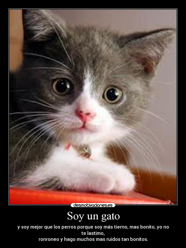 Soy un gato - 