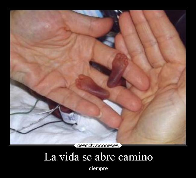 La vida se abre camino - 