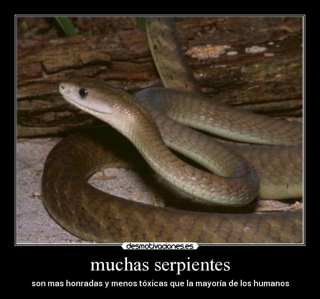 muchas serpientes -