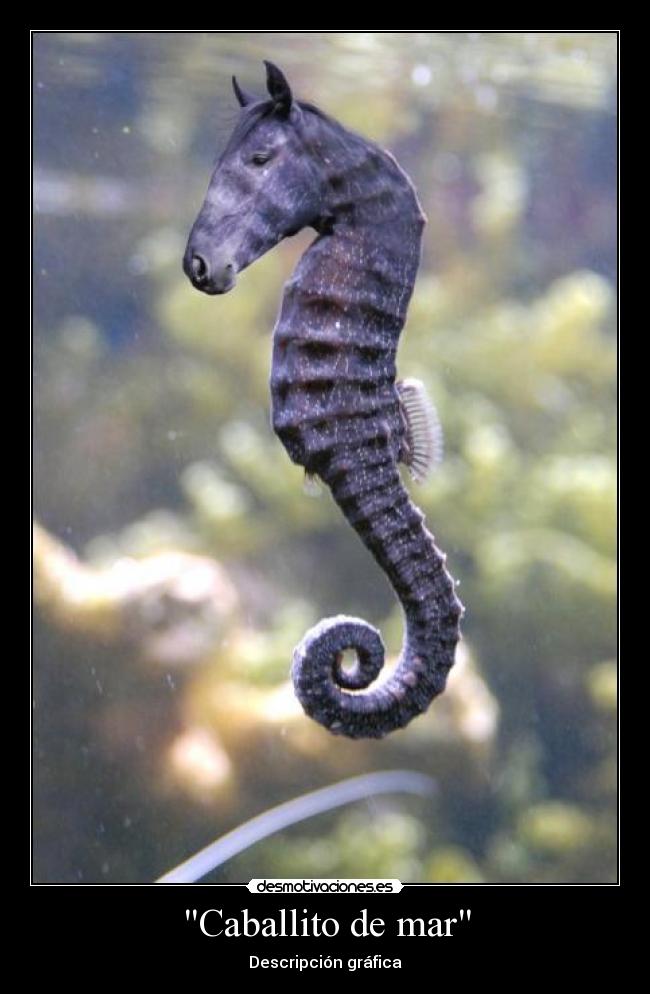 Caballito de mar - 