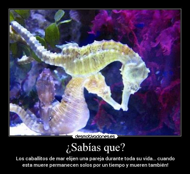 ¿Sabías que? - Los caballitos de mar elijen una pareja durante toda su vida... cuando
esta muere permanecen solos por un tiempo y mueren también!