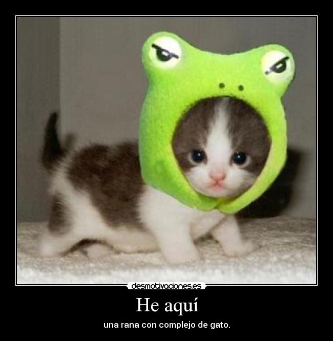 He aquí - una rana con complejo de gato.