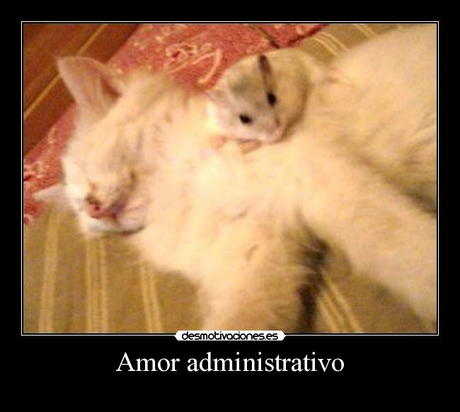 Amor administrativo -