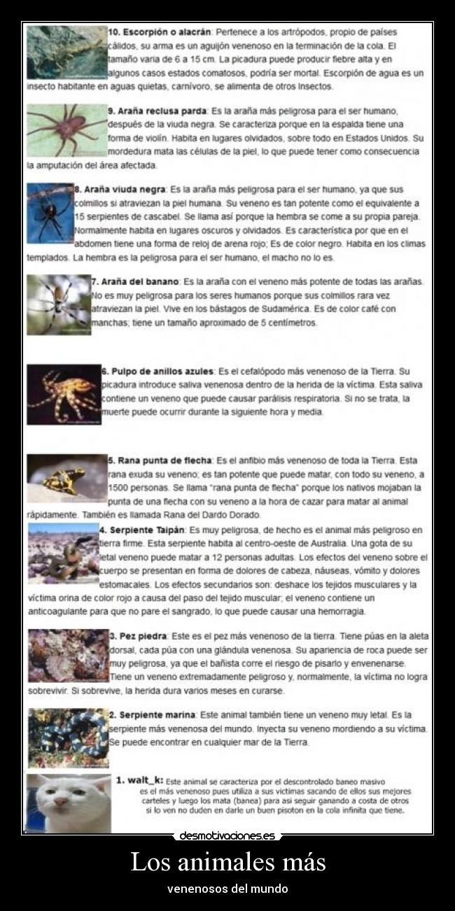 Los animales más -