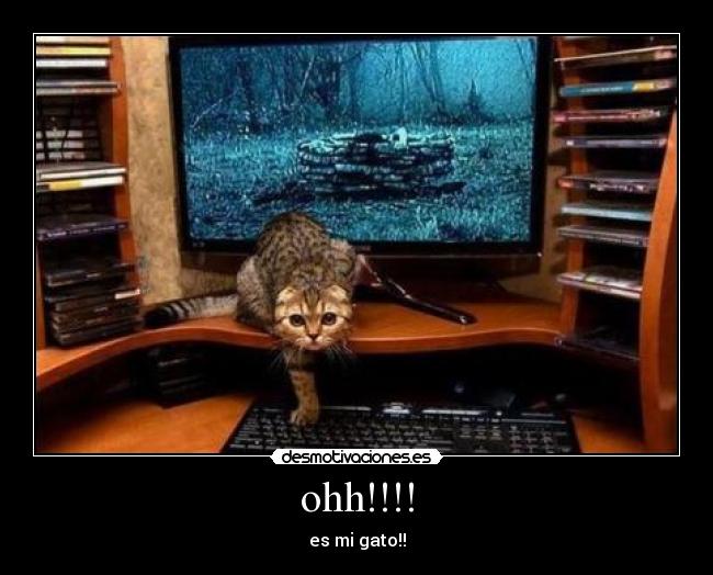 ohh!!!! - es mi gato!!