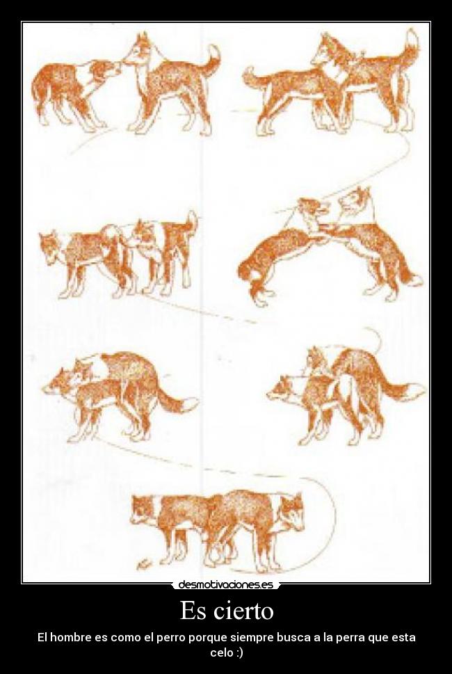 Es cierto - El hombre es como el perro porque siempre busca a la perra que esta celo :)