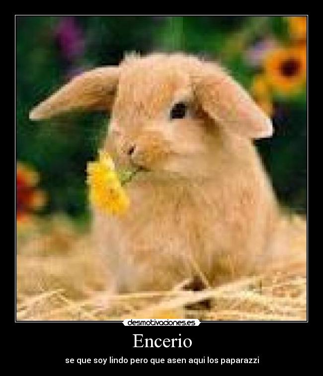 Encerio - 
