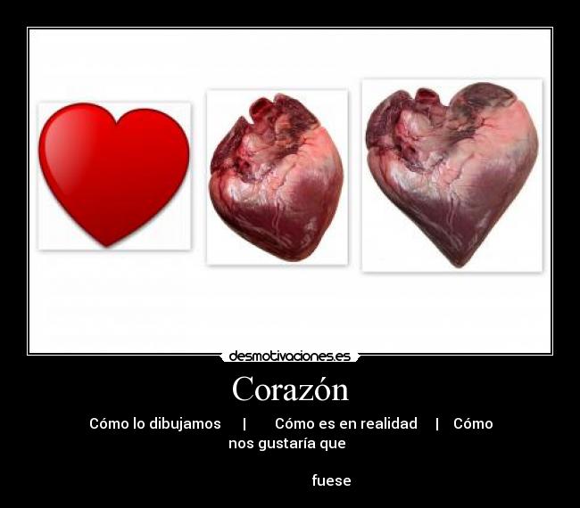 Corazón - Cómo lo dibujamos      |        Cómo es en realidad     |    Cómo nos gustaría que  
                                                                                              fuese