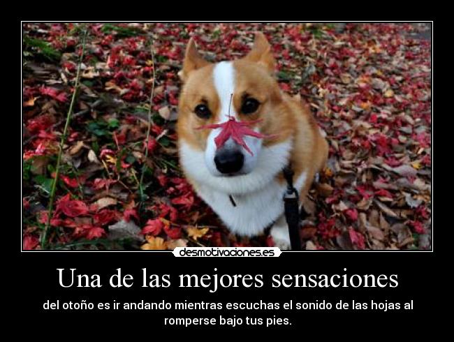 Una de las mejores sensaciones - del otoño es ir andando mientras escuchas el sonido de las hojas al
romperse bajo tus pies.