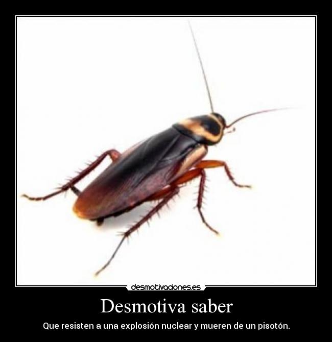 Desmotiva saber - Que resisten a una explosión nuclear y mueren de un pisotón.