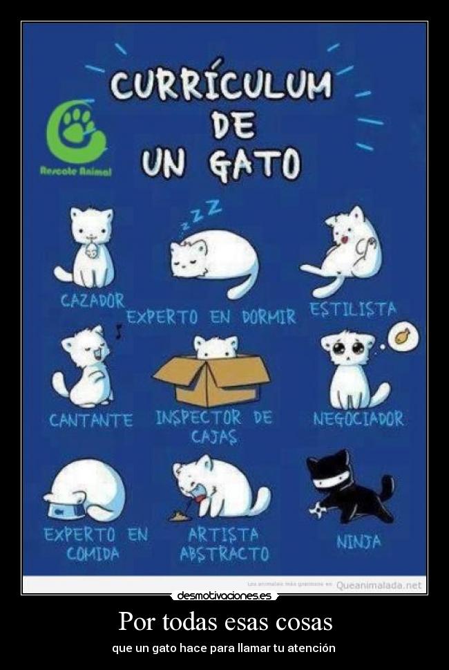 Por todas esas cosas - que un gato hace para llamar tu atención ♥
