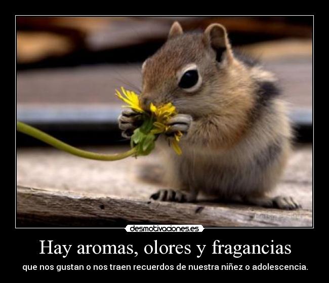 Hay aromas, olores y fragancias -