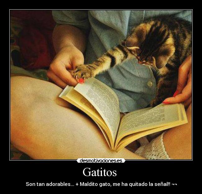 Gatitos - Son tan adorables... + Maldito gato, me ha quitado la señal!! ¬¬