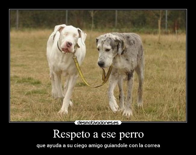 Respeto a ese perro - que ayuda a su ciego amigo guiandole con la correa