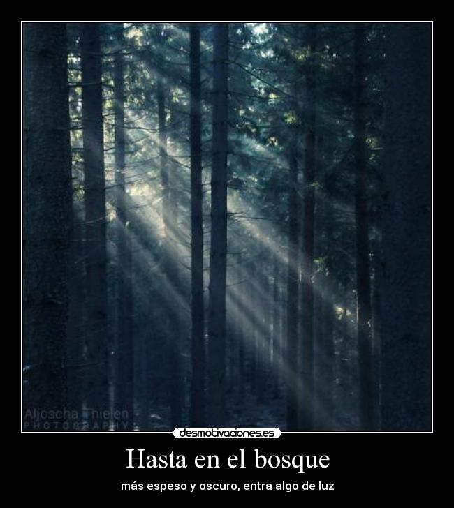 Hasta en el bosque - 