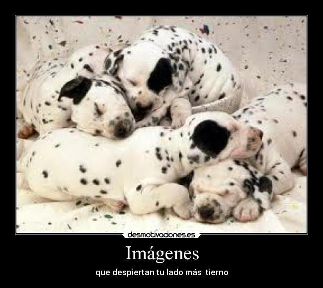 Imágenes - que despiertan tu lado más tierno