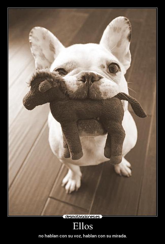 Ellos - no hablan con su voz, hablan con su mirada.