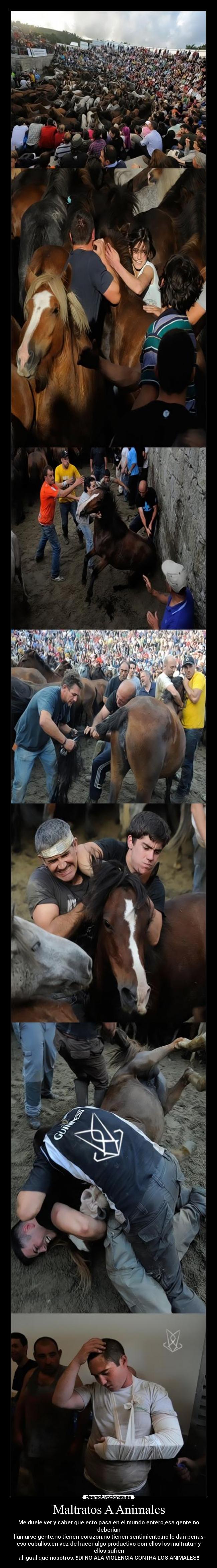 Maltratos A Animales - 