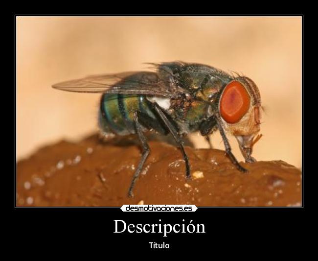 Descripción - Título