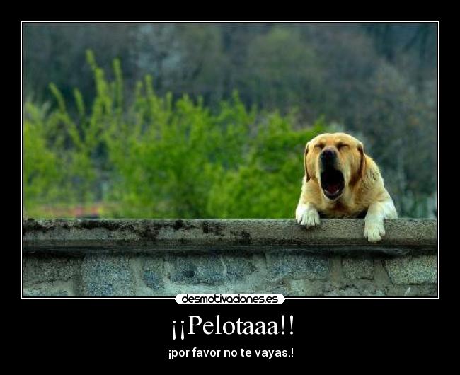 ¡¡Pelotaaa!! - ¡por favor no te vayas.!