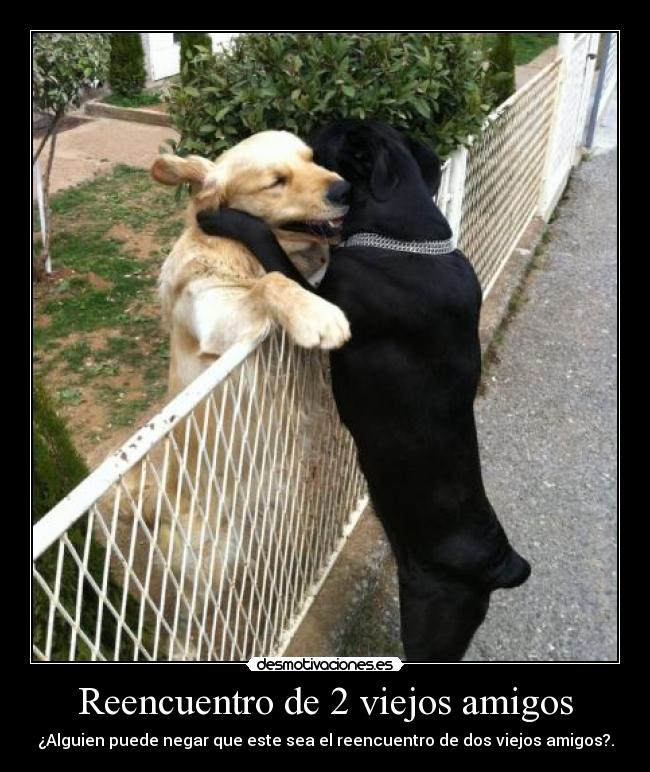 Reencuentro de 2 viejos amigos - ¿Alguien puede negar que este sea el reencuentro de dos viejos amigos?.