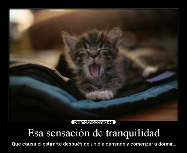 carteles gato intruders crazyclub clanreyleon suele pasar pocos entenderan xddddddd desmotivaciones