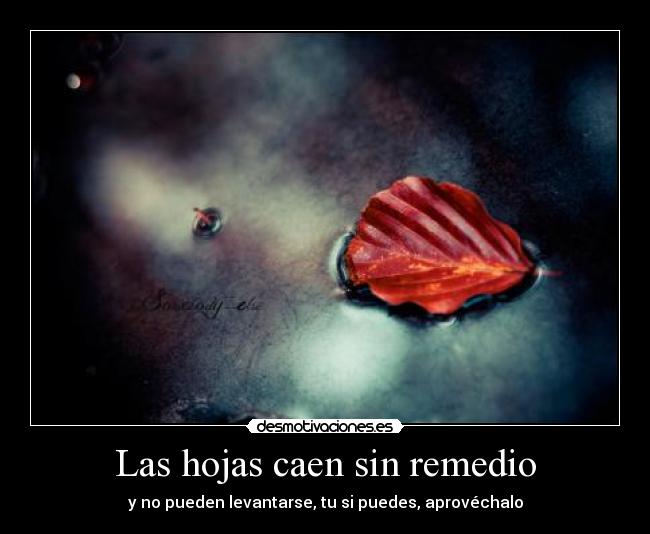 Las hojas caen sin remedio - y no pueden levantarse, tu si puedes, aprovéchalo