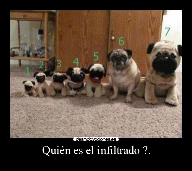 carteles infiltrado desmotivaciones