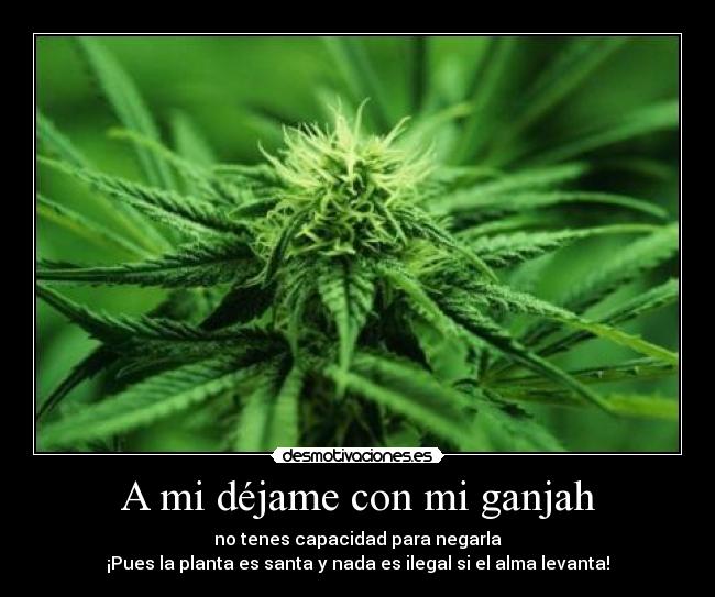 A mi déjame con mi ganjah - no tenes capacidad para negarla
¡Pues la planta es santa y nada es ilegal si el alma levanta!