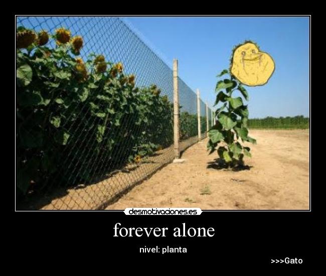 forever alone - nivel: planta
>>>Gato